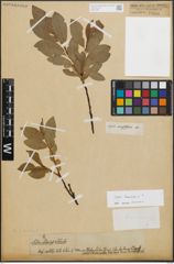 Foto von Salix hastata L.